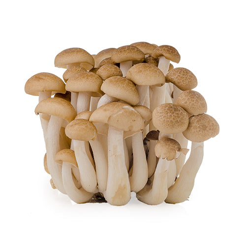 Mushroom King Farm Hon Shimeji Brown Mushroom 3lb