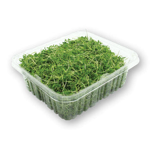 Wholesale Flavour Fields Micro Greens Pepper Cress 4oz-1ct Case Bulk