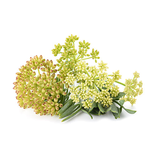 Wholesale Flavour Fields Sea Fennel 1.75oz-1ct Case Bulk