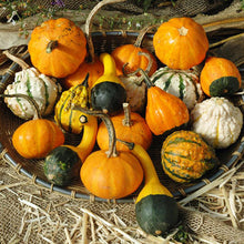 Gourds | 10 lb
