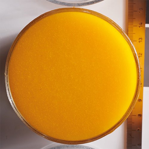 Boiron 100% Apricot Puree 1kg