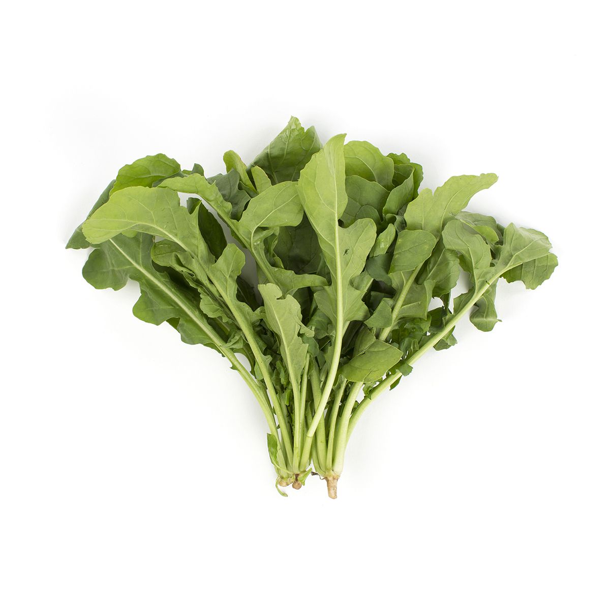 Wholesale BoxNCase Bunched Arugula-24 BU Bulk