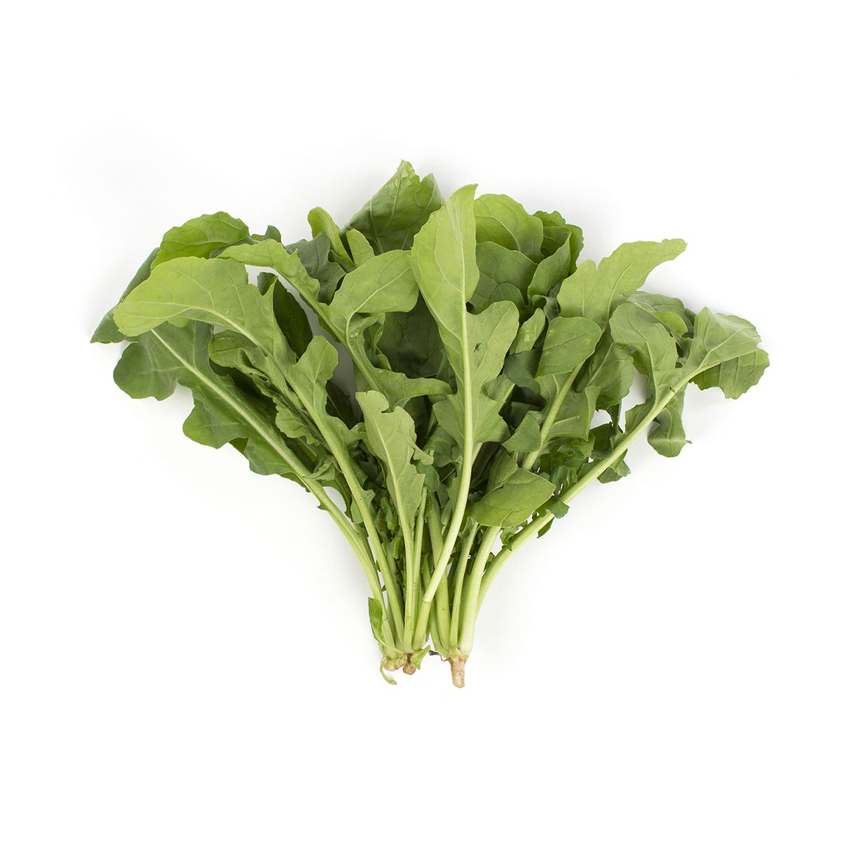 Wholesale BoxNCase Bunched Arugula- Bulk