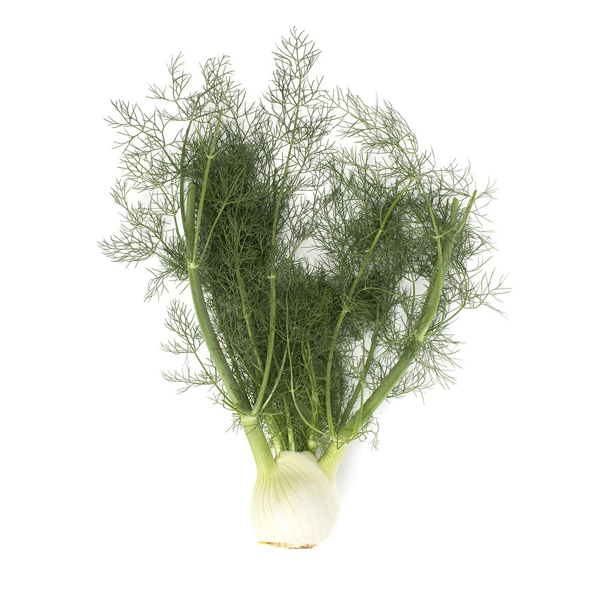 BoxNCase Fennel