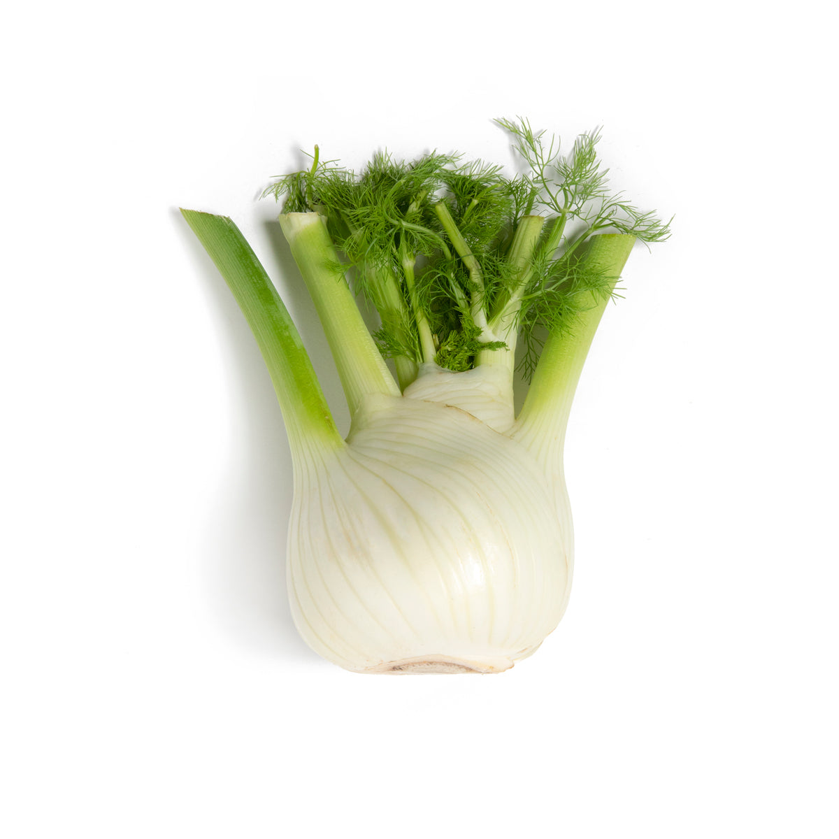Wholesale BoxNCase Italian Fennel-5 KG Bulk