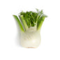 Wholesale BoxNCase Italian Fennel-5 KG Bulk