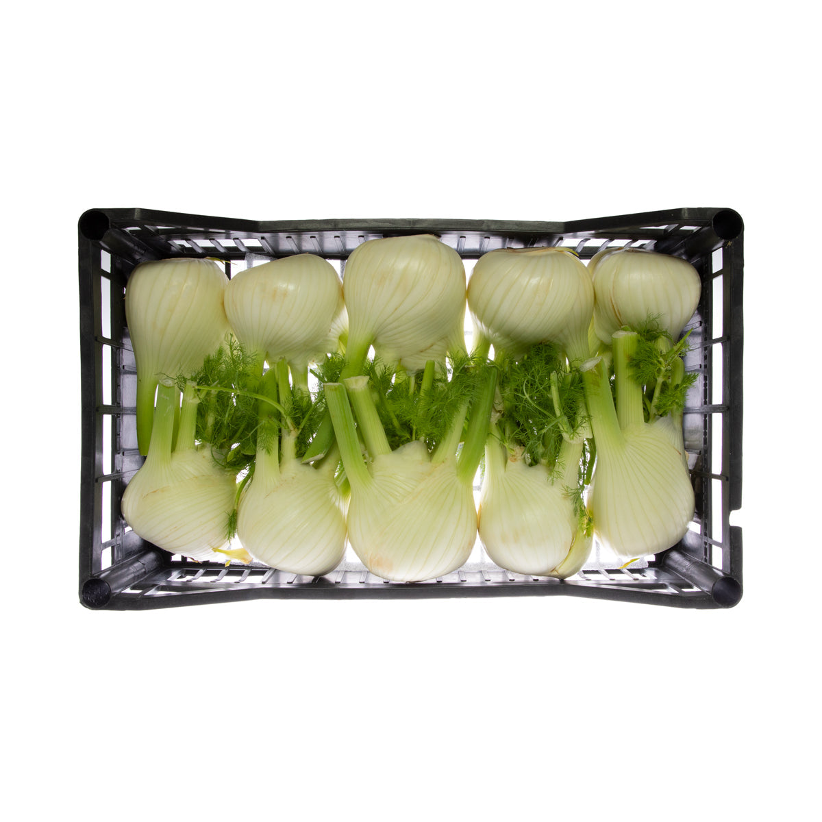 Wholesale BoxNCase Italian Fennel- Bulk