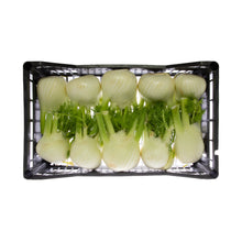 Wholesale BoxNCase Italian Fennel- Bulk