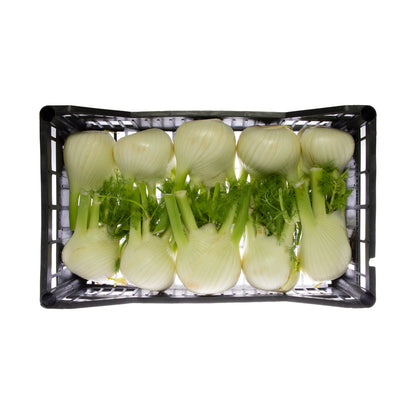 Wholesale BoxNCase Italian Fennel- Bulk