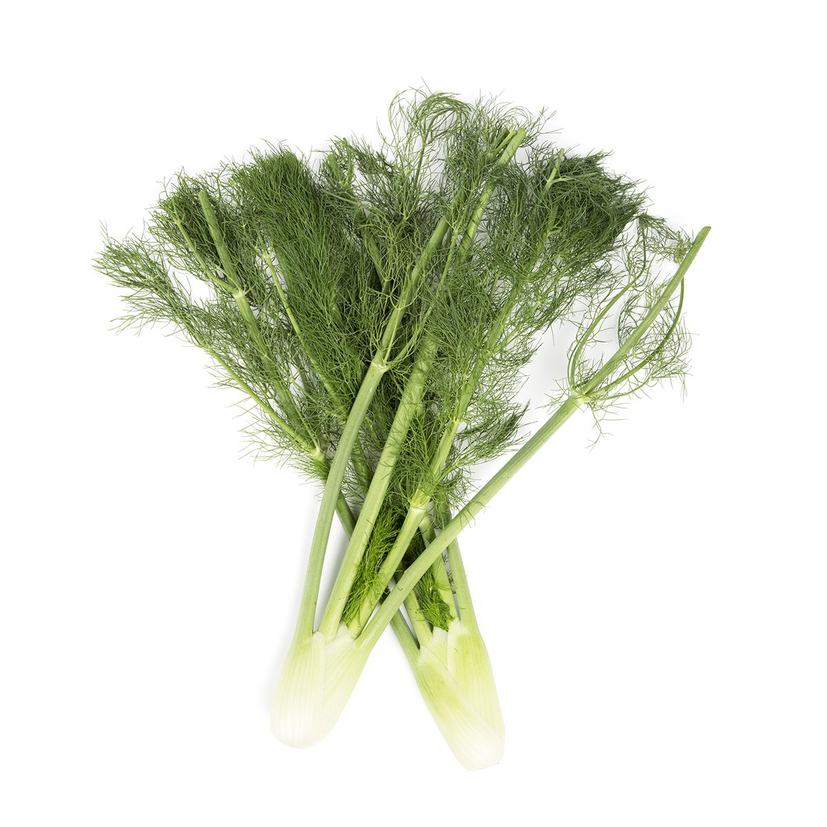 Lancaster Farm Fresh Organic Baby Fennel