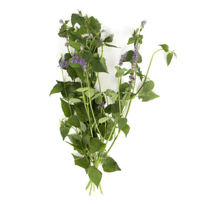 Wholesale Norwich Meadows Farm Anise Hyssop-1 LB Bulk