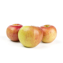 Wholesale Scott Farm Orchard Cox's Orange Pippin Heirloom Apples- Bulk