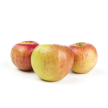 Wholesale Scott Farm Orchard Cox's Orange Pippin Heirloom Apples- Bulk