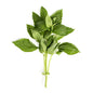 Wholesale BoxNCase Basil-1 LB Bulk