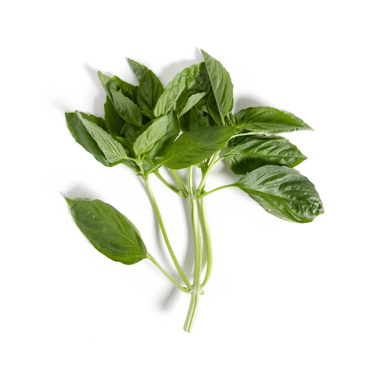 Wholesale BoxNCase Hawaiian Basil-1 LB Bulk