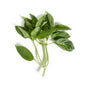 Wholesale BoxNCase Hawaiian Basil- Bulk