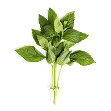 BoxNCase Basil