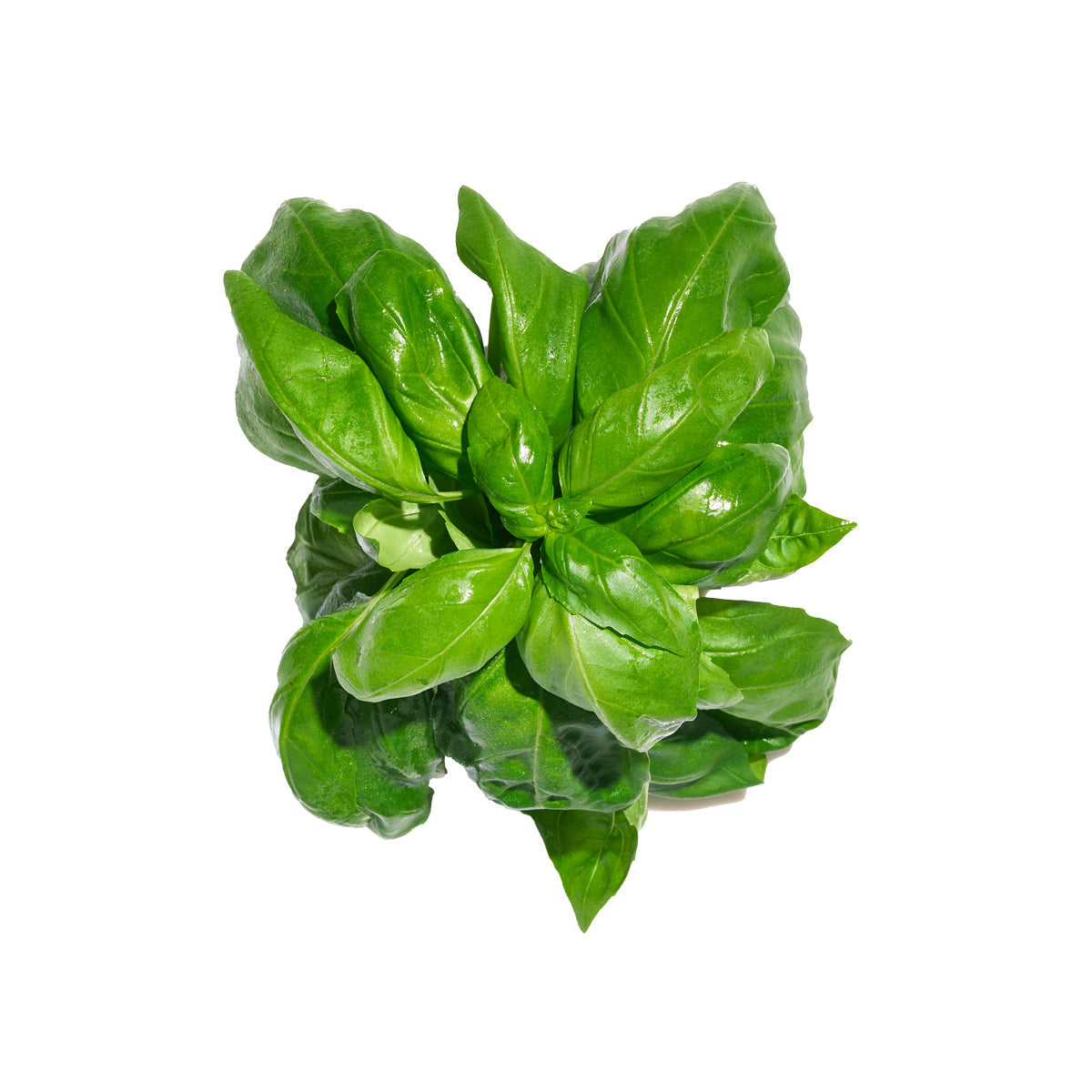 Gotham Greens Basil 2.2 lb