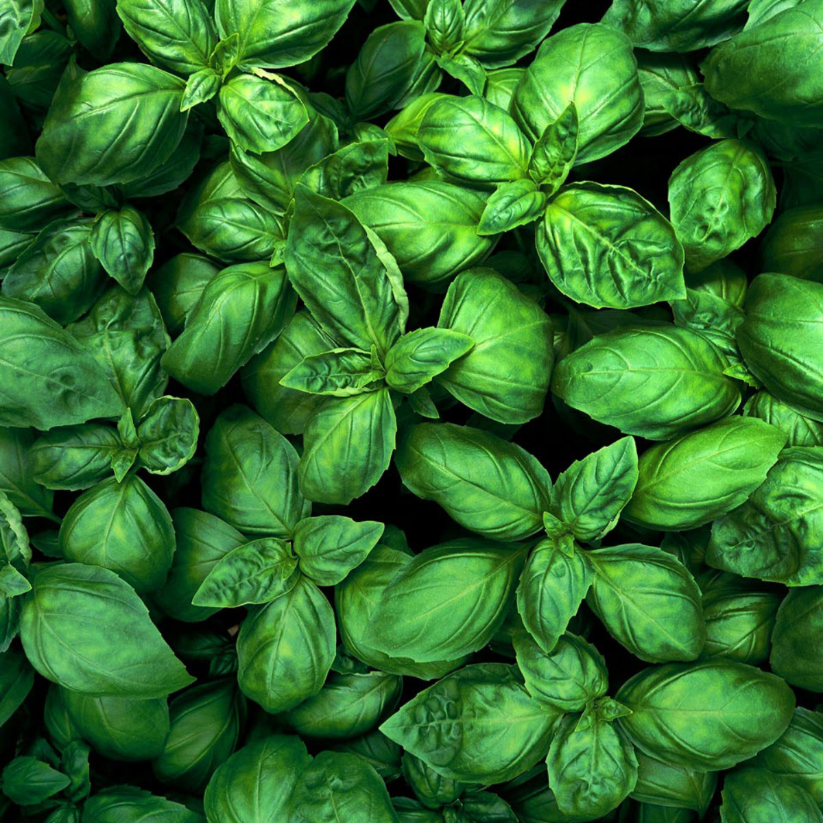 Wholesale Gotham Greens Basil 2.2 lb- Bulk