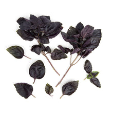 Wholesale BoxNCase Opal Basil- Bulk