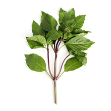 Wholesale BoxNCase Thai Basil- Bulk