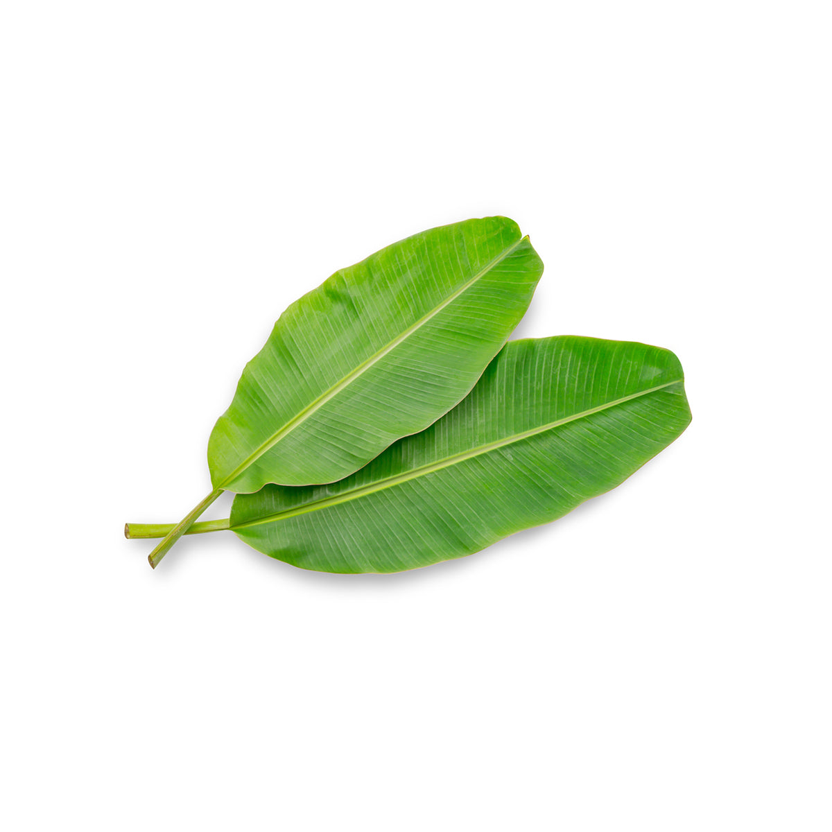 Wholesale BoxNCase Frozen Banana Leaves 1 LB- Bulk