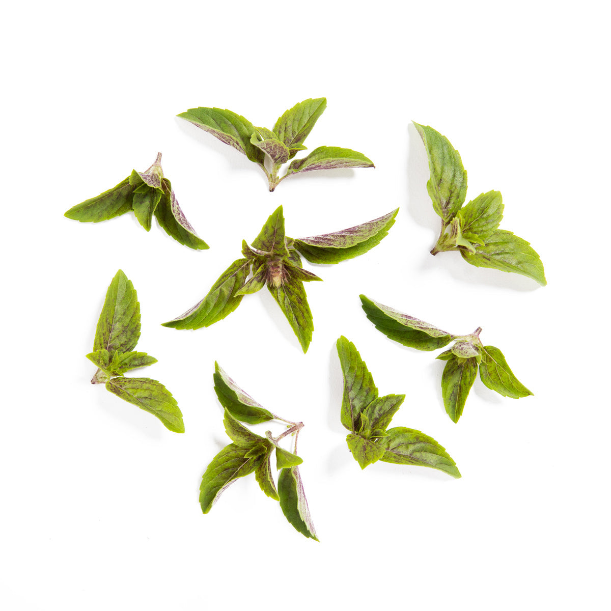 Wholesale Meadows And More African Blue Basil-4 OZ Bulk