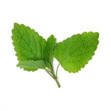 Wholesale Girl & Dug Farm Lemon Balm- Bulk