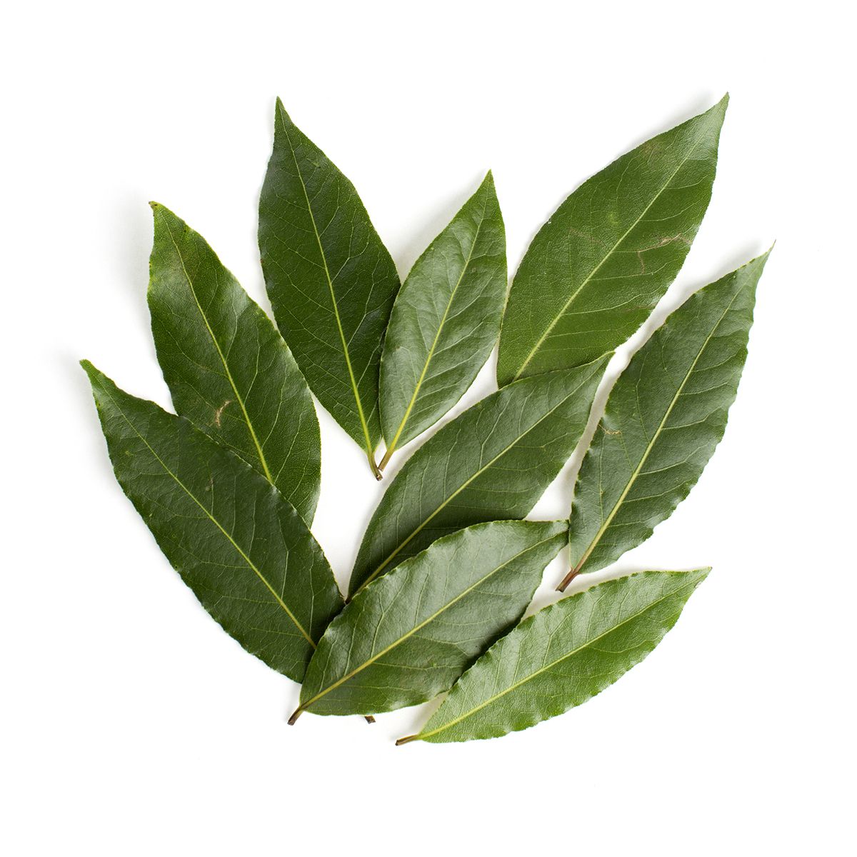 Wholesale BoxNCase Bay Leaves-1 LB Bulk