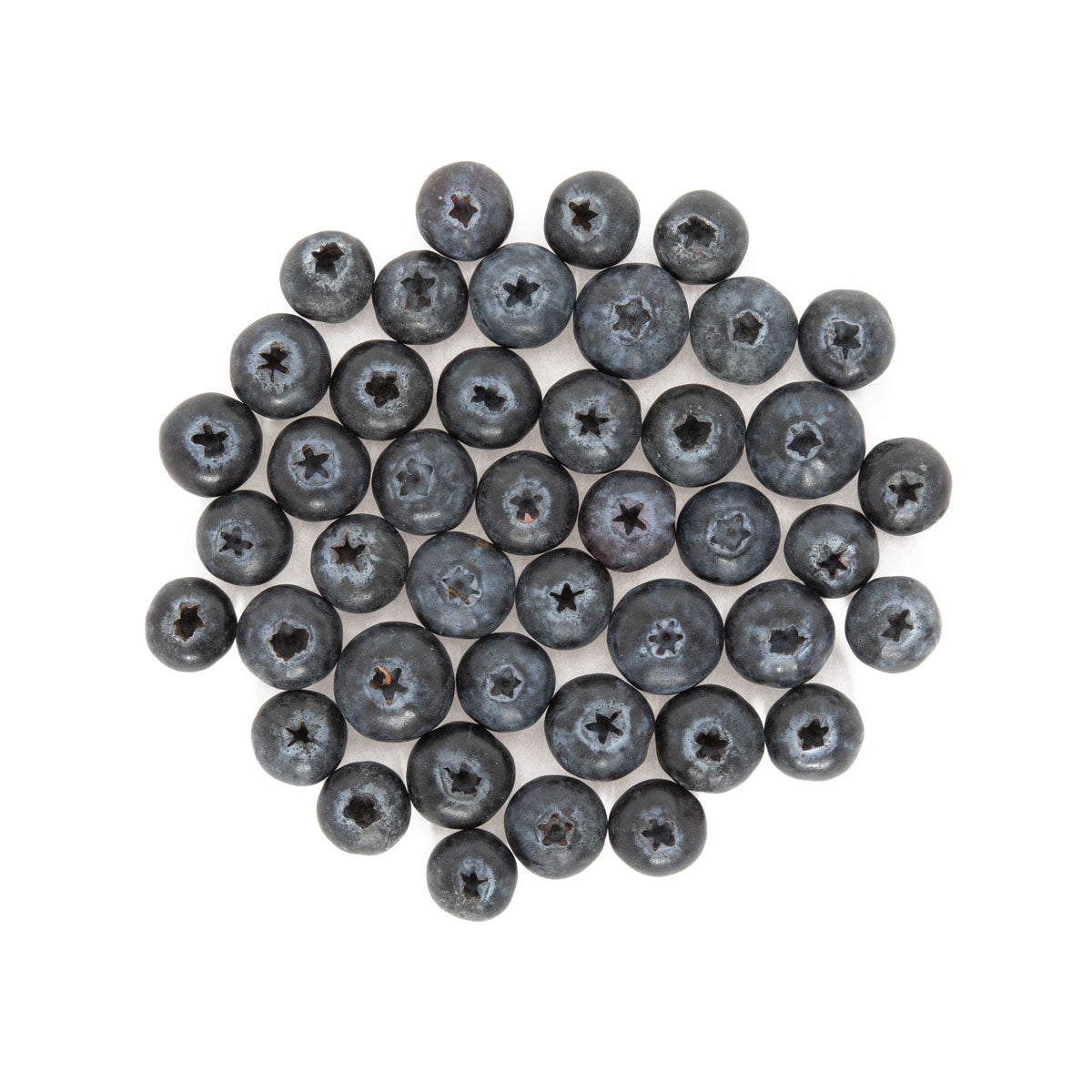 Wholesale Family Tree Farms Jumbo Blueberries 9.8 OZ- Bulk