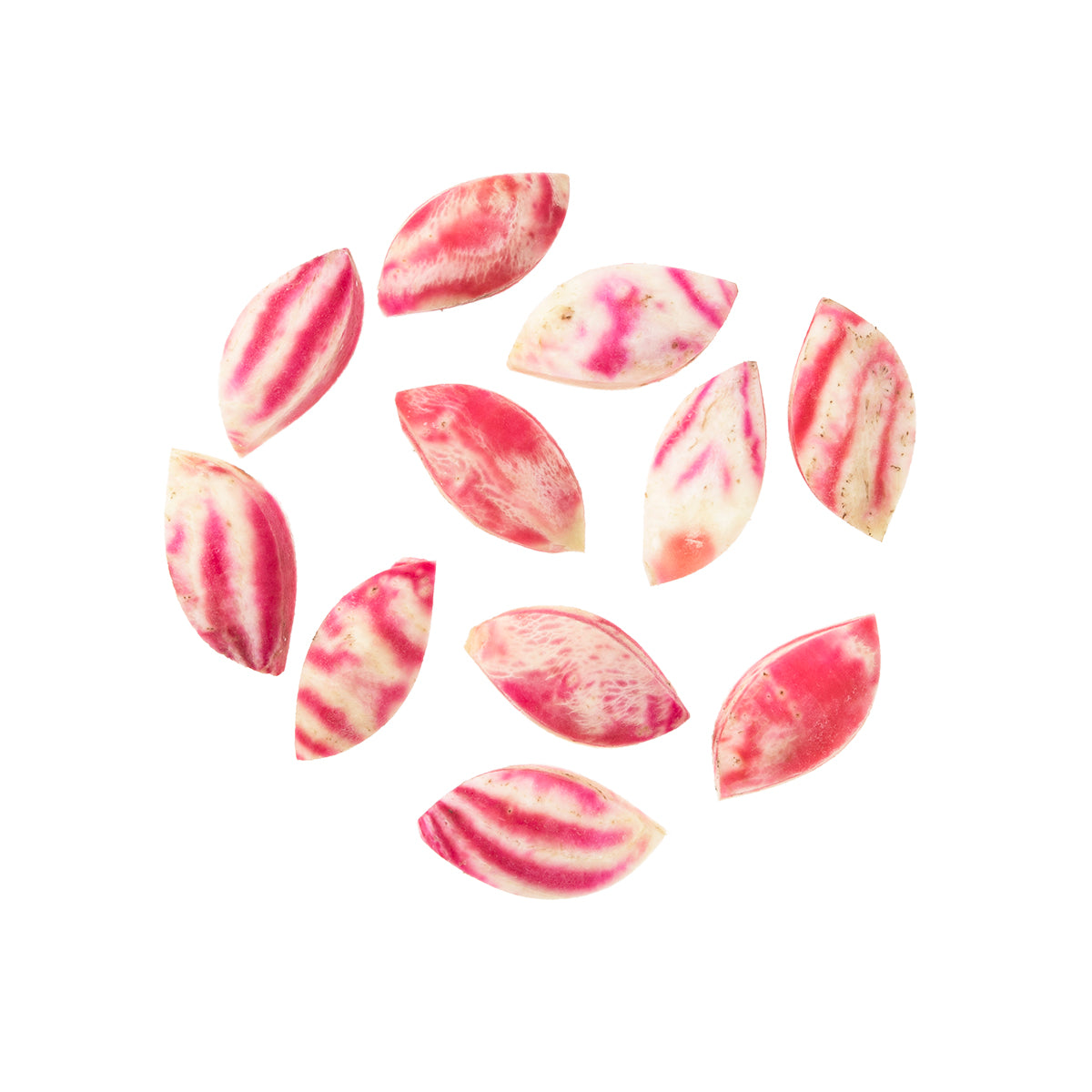 Wholesale BoxNCase Turned Candy Cane Beets-100 PC Bulk