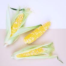Wholesale Norwich Meadows Farm Organic Bi-Color Corn- Bulk