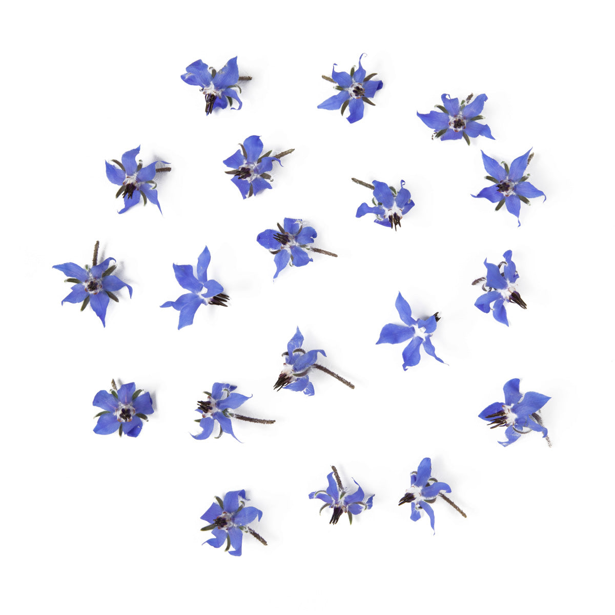 Wholesale Blue Moon Acres Organic Borage Flowers- Bulk