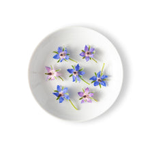 Wholesale Fresh Origins Borage Flowers- Bulk