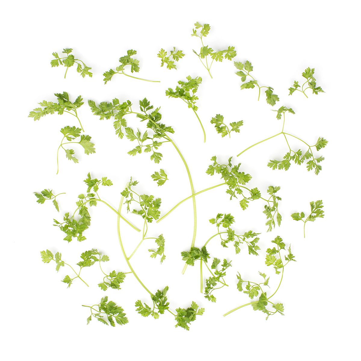 Wholesale BoxNCase Chervil-4 OZ Bulk