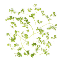 Wholesale BoxNCase Chervil- Bulk