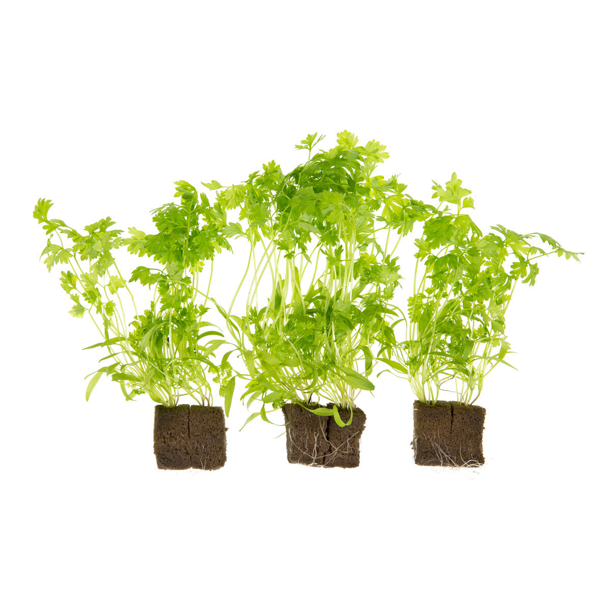 Wholesale Lakeville Living Chervil- Bulk