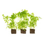 Wholesale Lakeville Living Chervil- Bulk