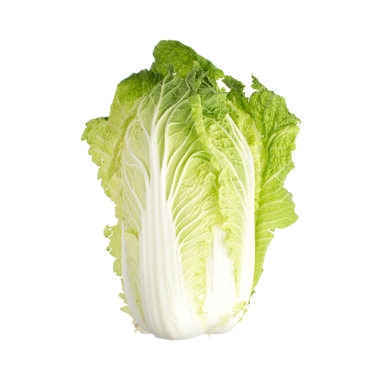 Wholesale BoxNCase Napa Cabbage- Bulk
