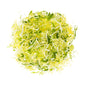 Wholesale BoxNCase Shredded Napa Cabbage- Bulk