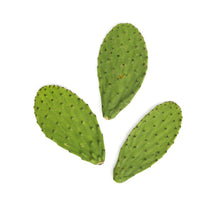 Wholesale BoxNCase Cactus Pads- Bulk