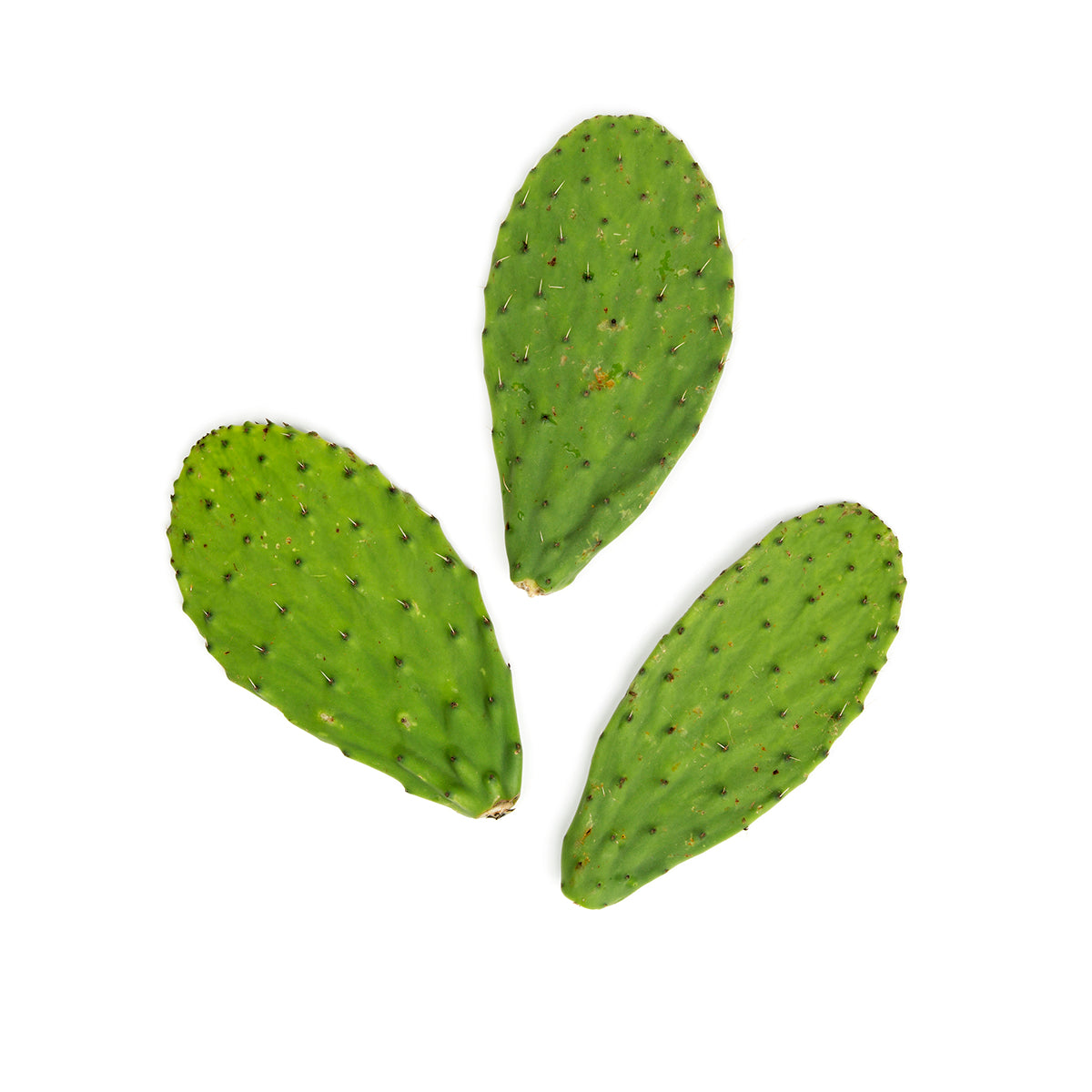 BoxNCase Cactus Pads