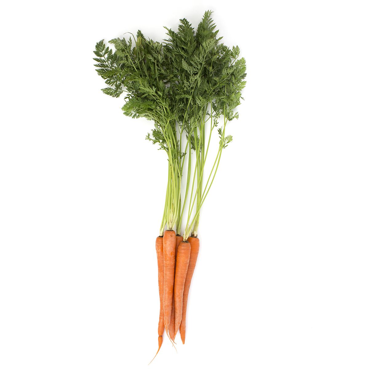 Wholesale BoxNCase Fresh Bunched Carrots- Bulk