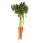 Wholesale BoxNCase Fresh Bunched Carrots- Bulk
