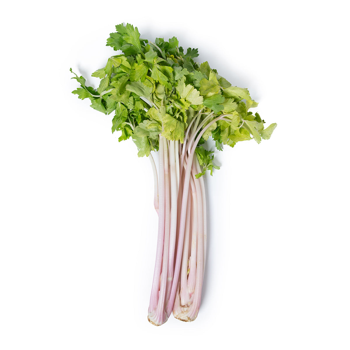 Wholesale Girl & Dug Farm Rose Celery- Bulk
