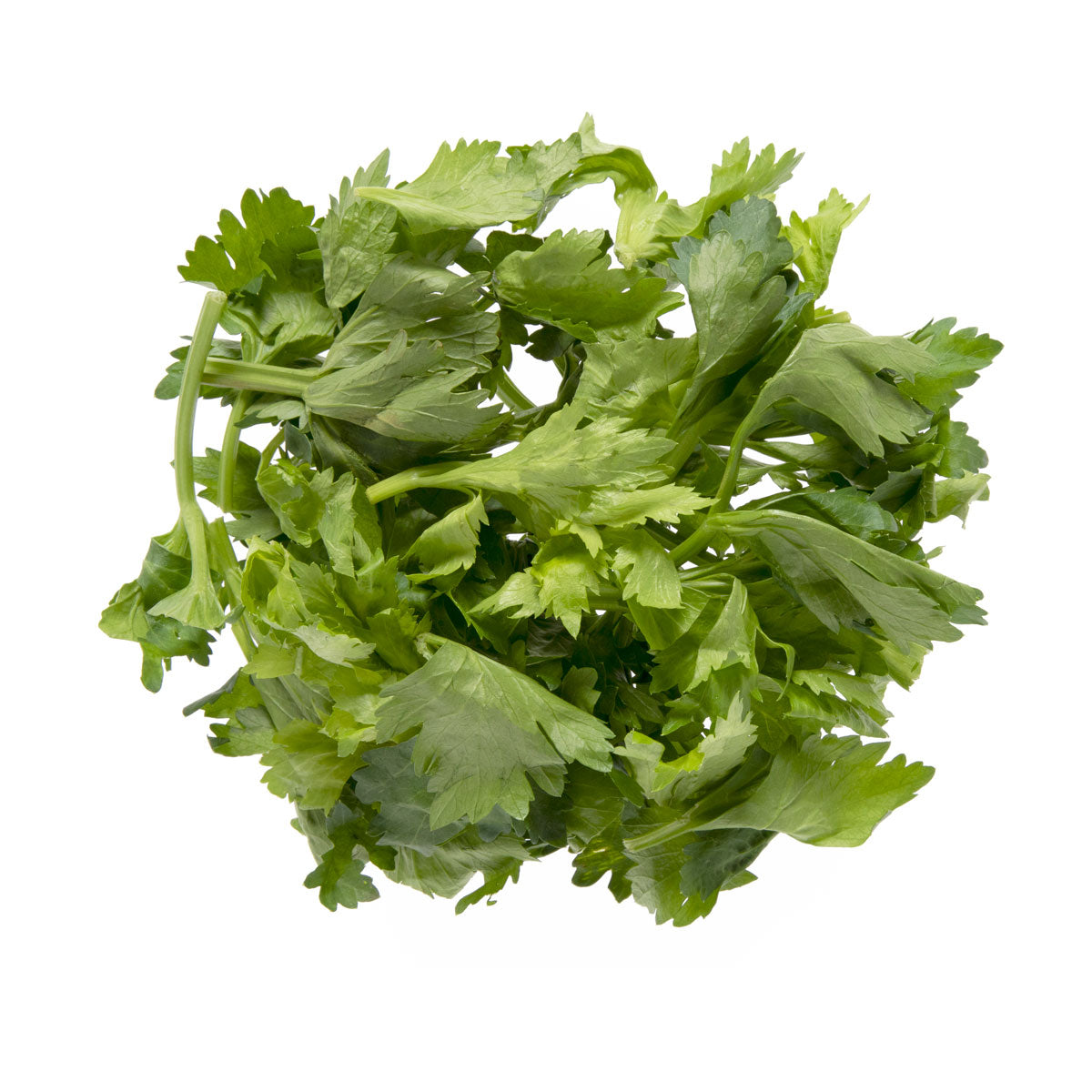 Wholesale BoxNCase Celery Leaves- Bulk