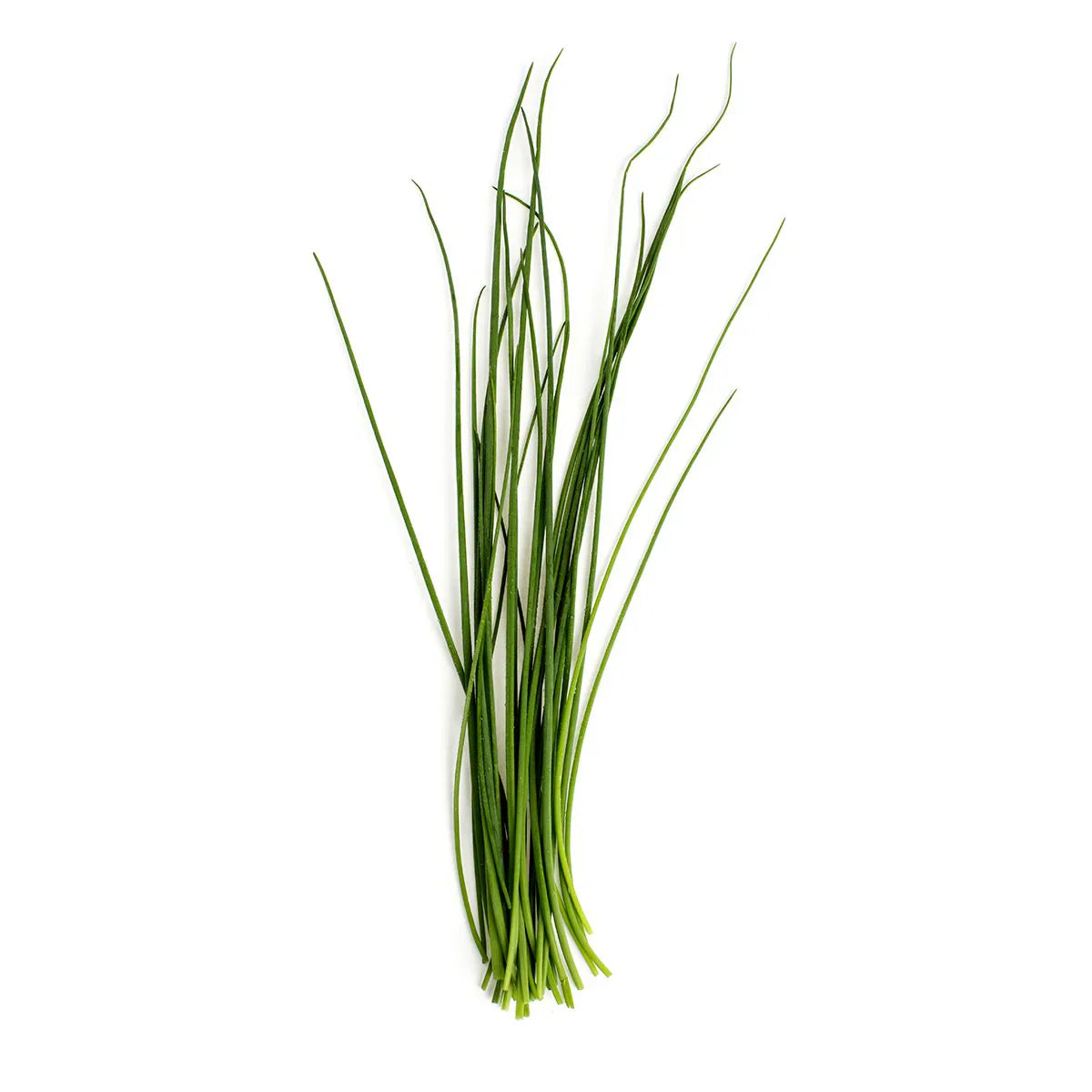 Wholesale Chives | 2.2 lb-1ct Case Bulk