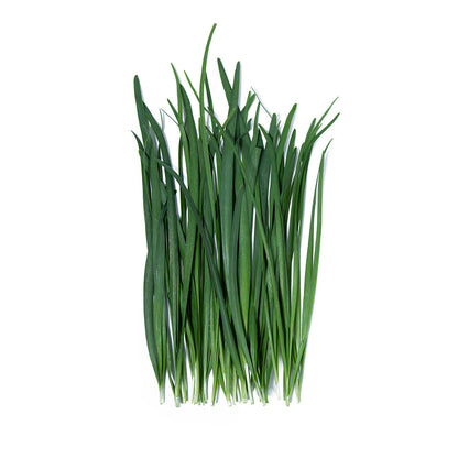 Wholesale Girl & Dug Farm Garlic Chives- Bulk