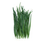 Wholesale Girl & Dug Farm Garlic Chives- Bulk