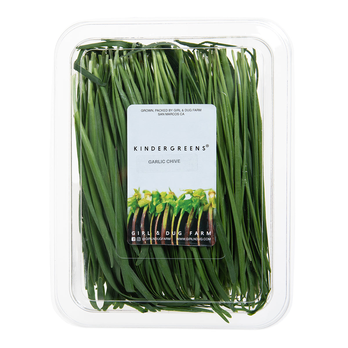 Wholesale Girl & Dug Farm Garlic Chives- Bulk